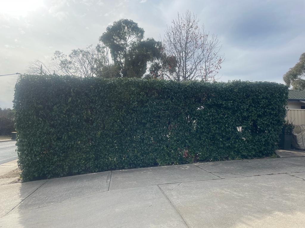 Hedge trimming after