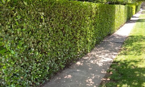 Hedge trimming services