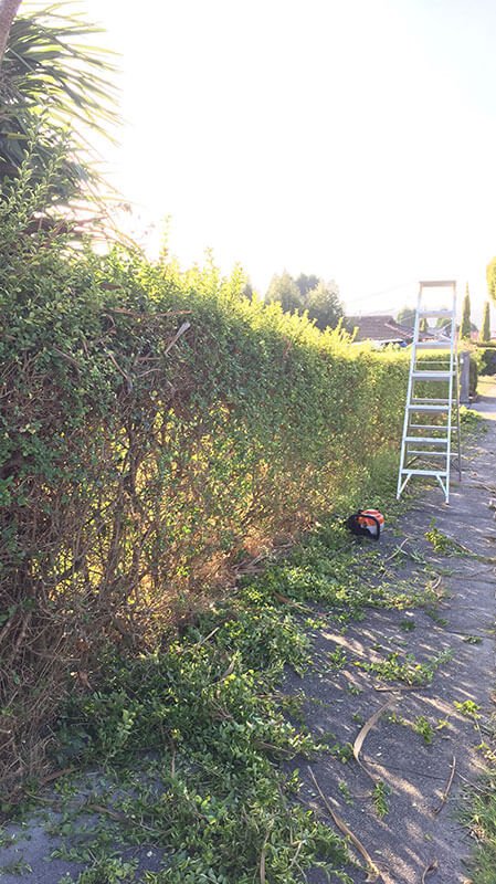 Hedging and Cleaning Canberra