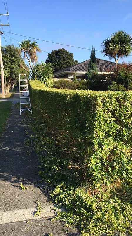 Hedging and Cleaning Canberra