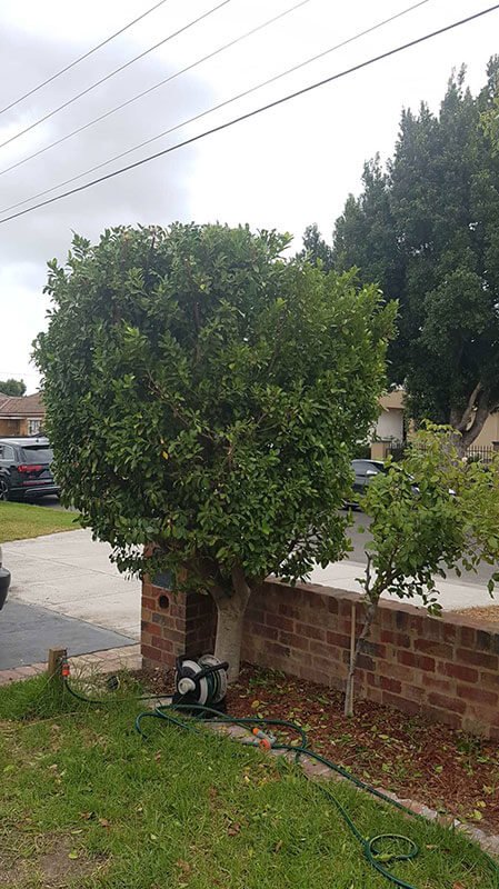 Hedging and Cleaning Canberra