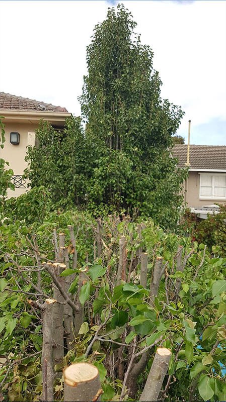 Hedging and Cleaning Canberra