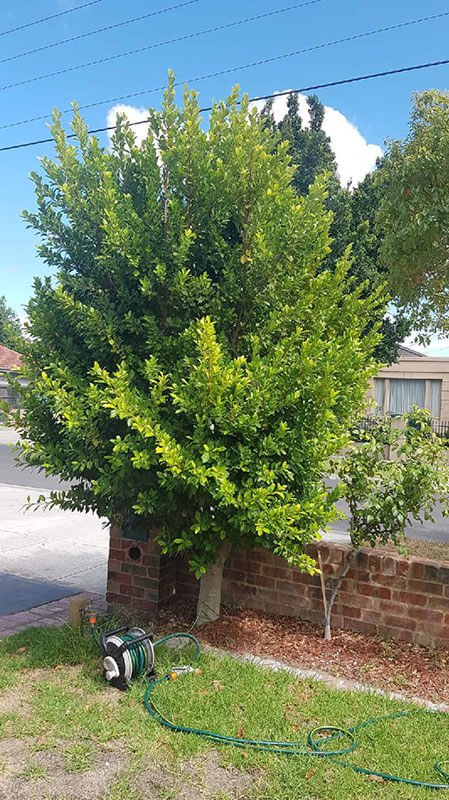 Hedging and Cleaning Canberra