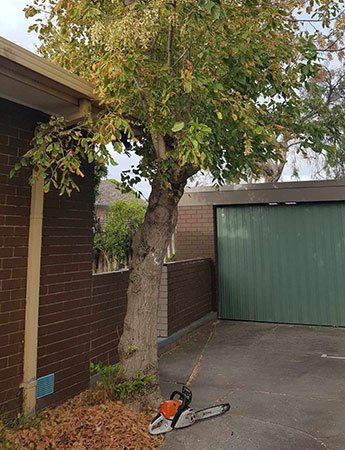 Arborist Canberra