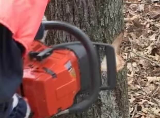 Tree Removing Canberra