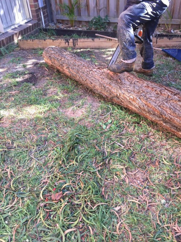 Tree Removal Canberra